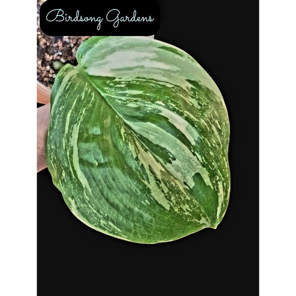 Rare Scindapsus Treubii Moonlight Splash #1 *Unrooted Cutting* In Prop Cup - Picture 1 of 4